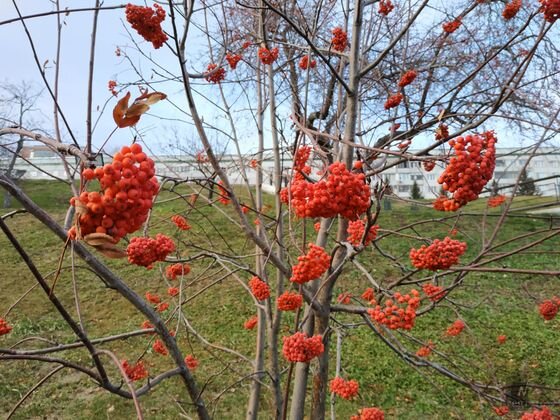    Рябина Андрей Никитин © ИА REGNUM