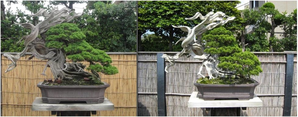 Источник: https://ru.pinterest.com/pin/bonsai--753719687608105110/