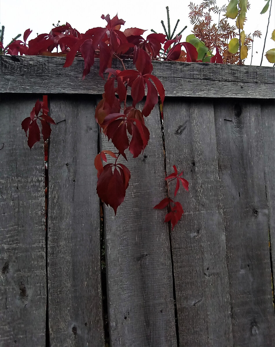 За серым забором. Фото автора канала.