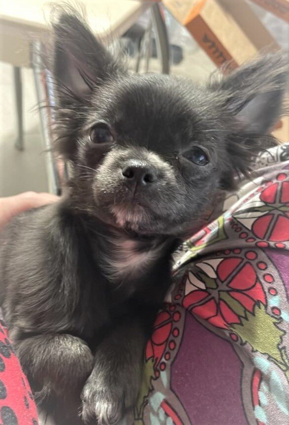 Бетти. 4 месяца.