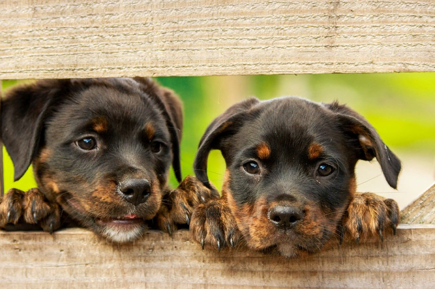     Алкоголь крайне опасен для домашних животных: вот почему не стоит давать его своим питомцам