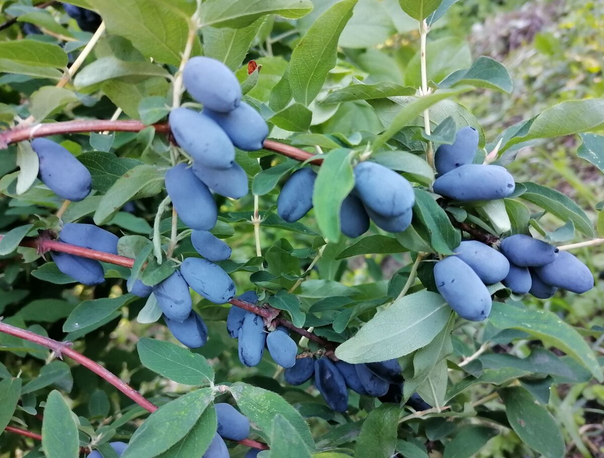 Жимолость осенью. Жимолость лимонная. Жимолость блестящая Purple Storm.