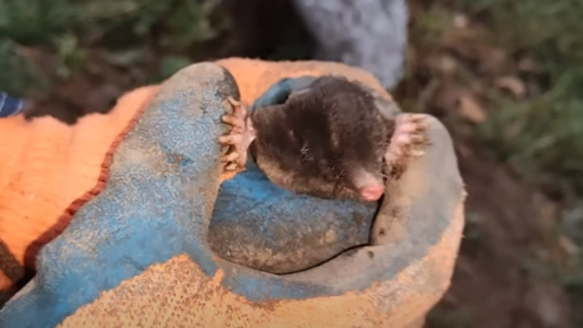 Такой красивый зверек и столько неприятностей приносит