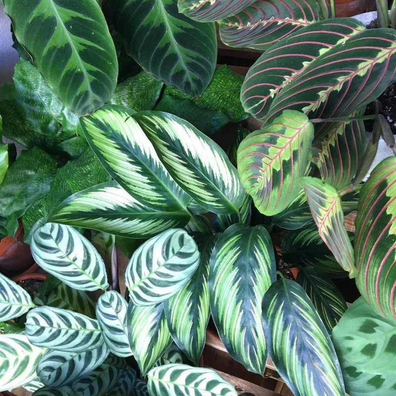 Фото взято из открытого источника