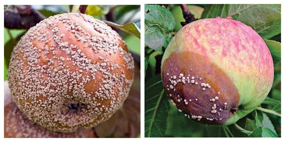 Плодовая гниль яблони