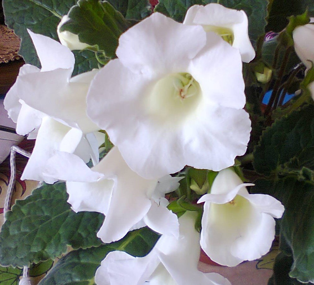 Ухоженные цветы на окнах.