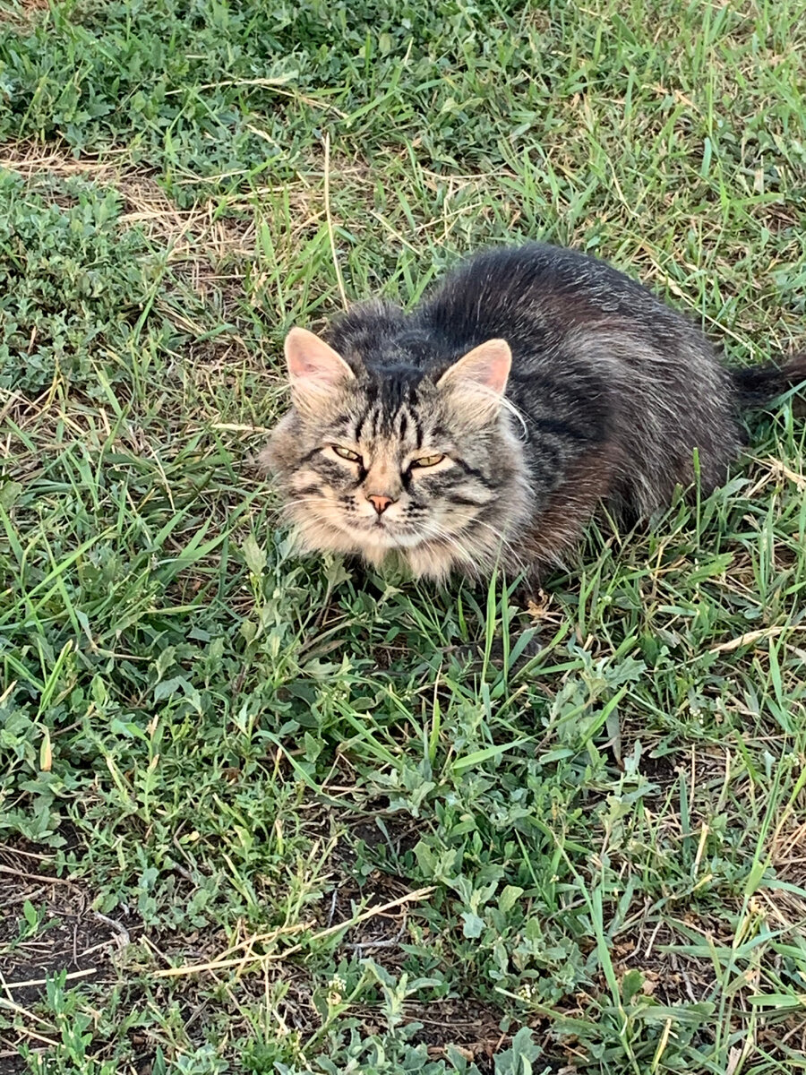 Мужчина в душе Кот - всегда хочет гулять сам по себе...
