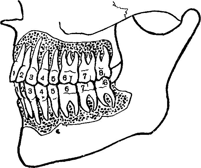 Строение челюсти