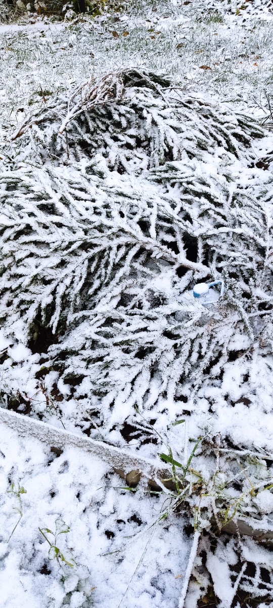 Еловый лапник, лучшее укрытие для роз. 