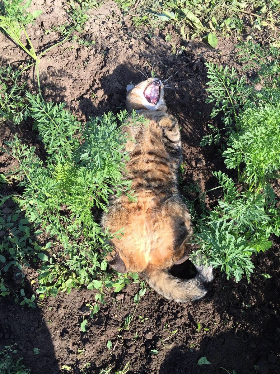 Морковку может потом прополем, поспать хочется...