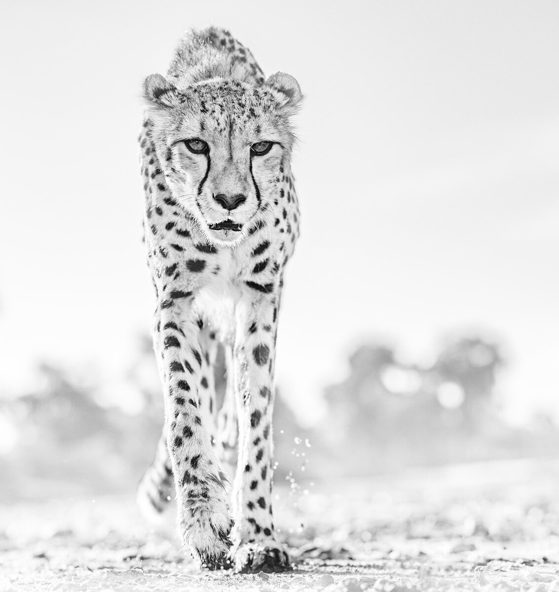  David Yarrow Photography /    / * 1966  (      )