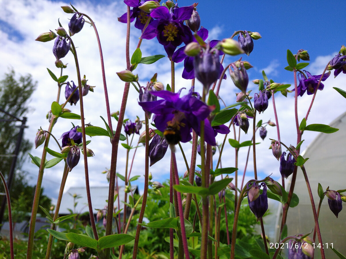 Aquilegia vulgaris Grennys Bonnet