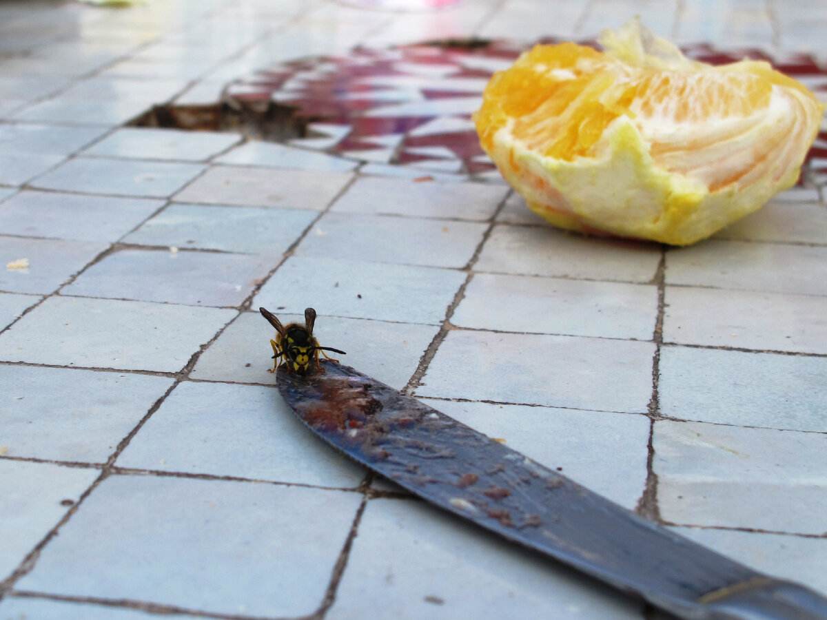 Оса ест варенье с ножа