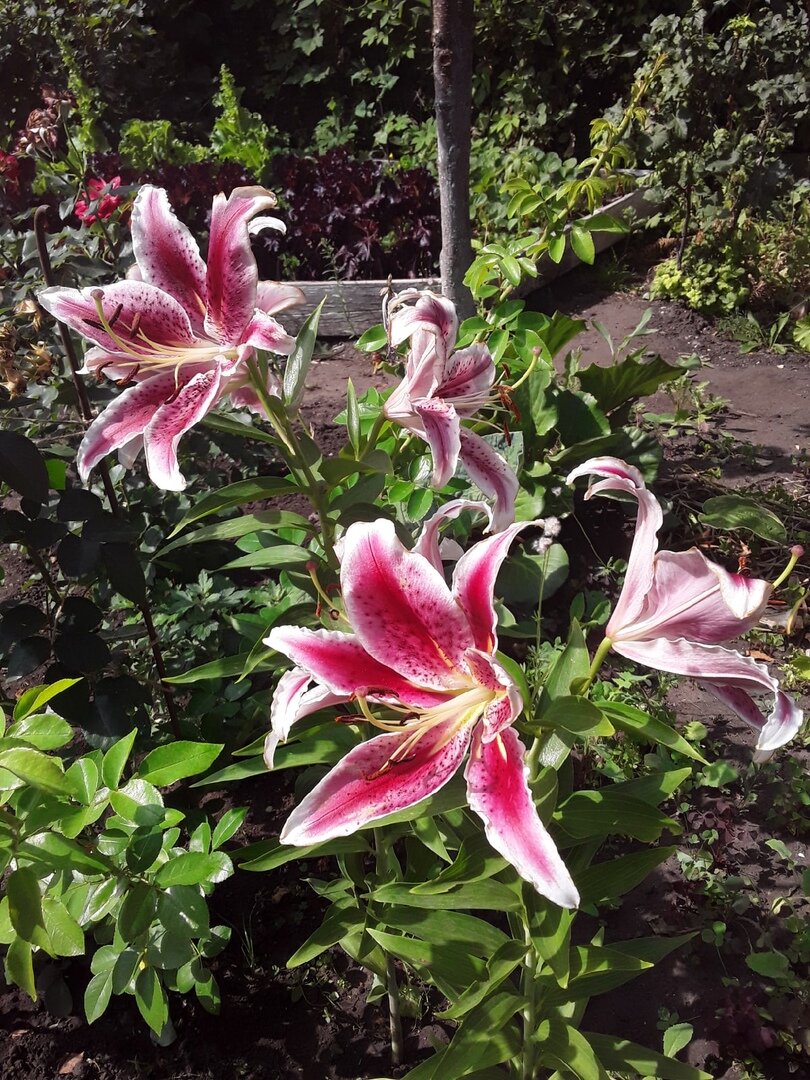 Сорт №2: название сорта с фото и отзывами