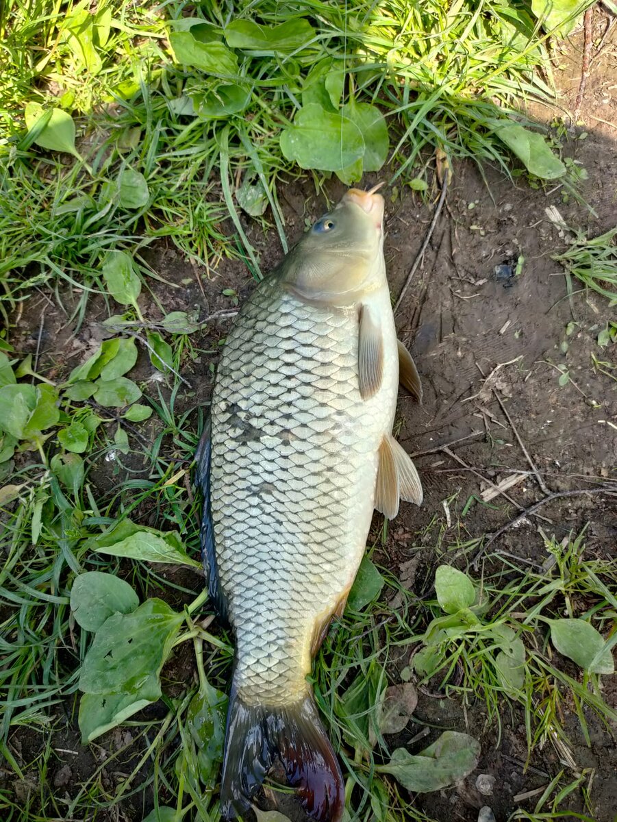 Один из наших трофеев))