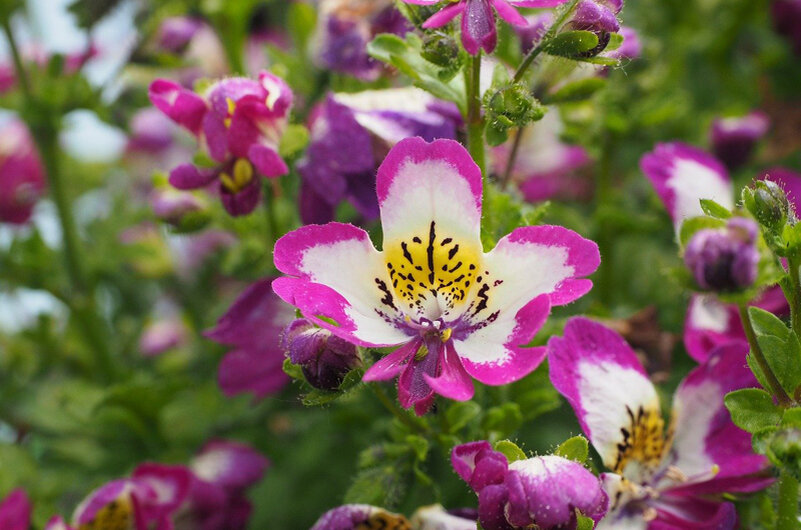 Схизантус, pixabay.com/Hans Braxmeier