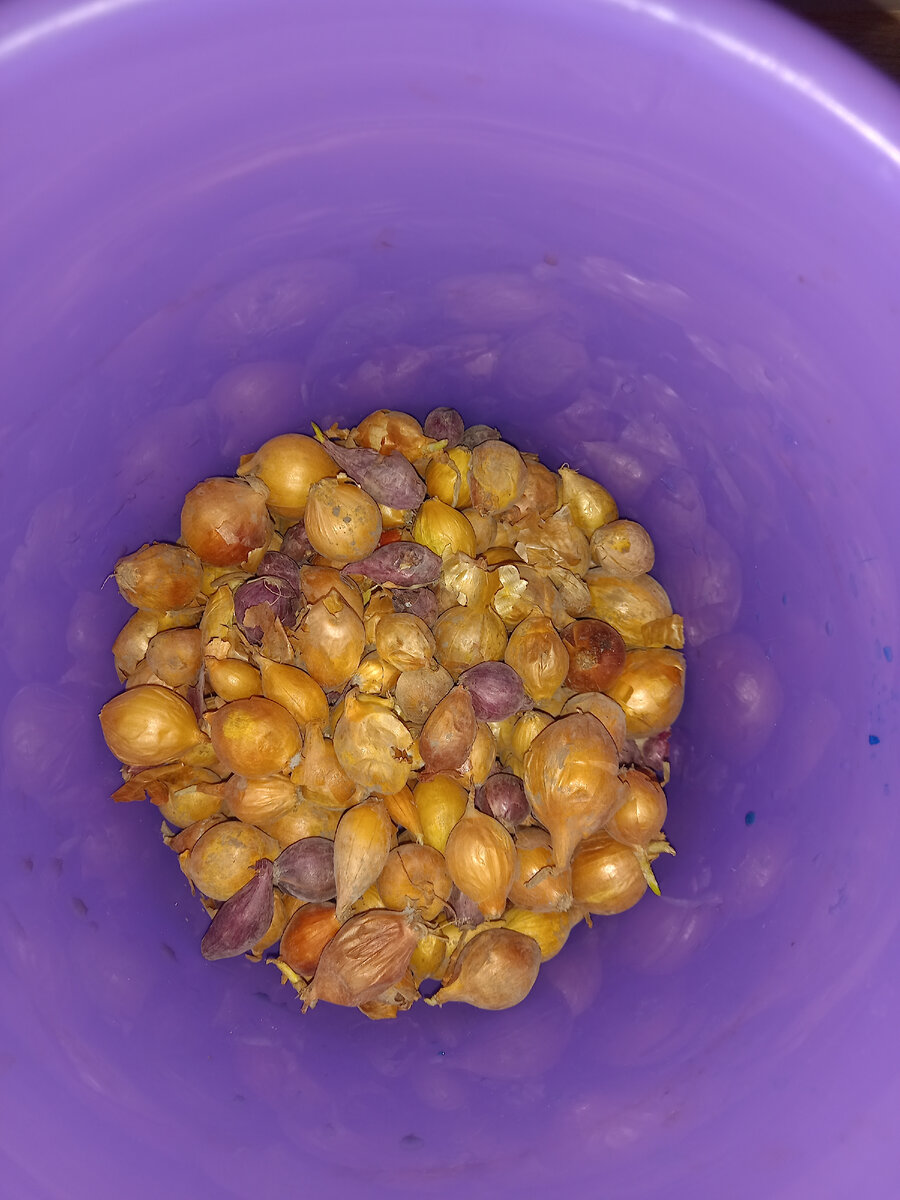 "Штуттгартер Ризен"