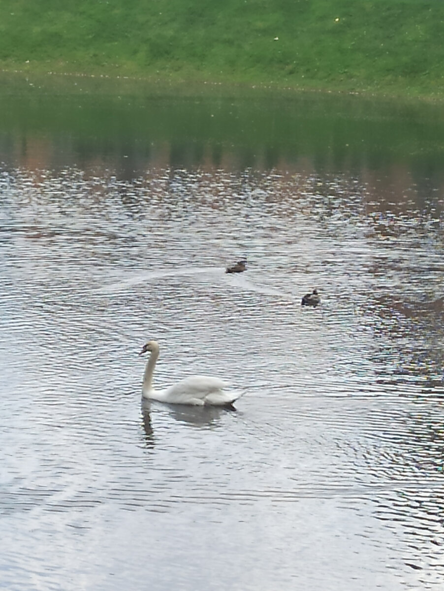 Лебеди в Карповом пруду