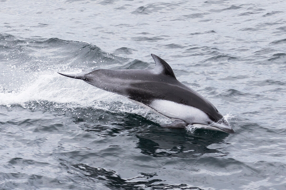 Dolphins sleep with one eye. Тихоокеанский белобокий Дельфин. Южный белобокий Дельфин. Спящий Дельфин. Дельфины спят.