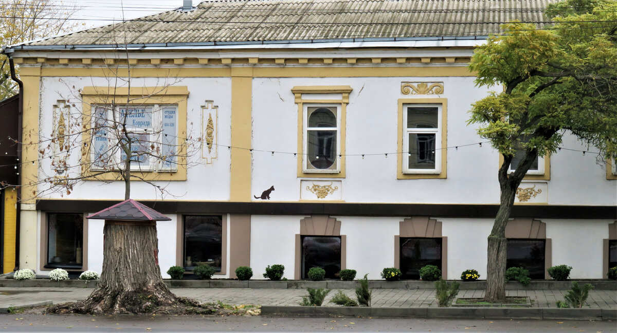 Коты на стенах домов. Таганрог, улица Петровская.