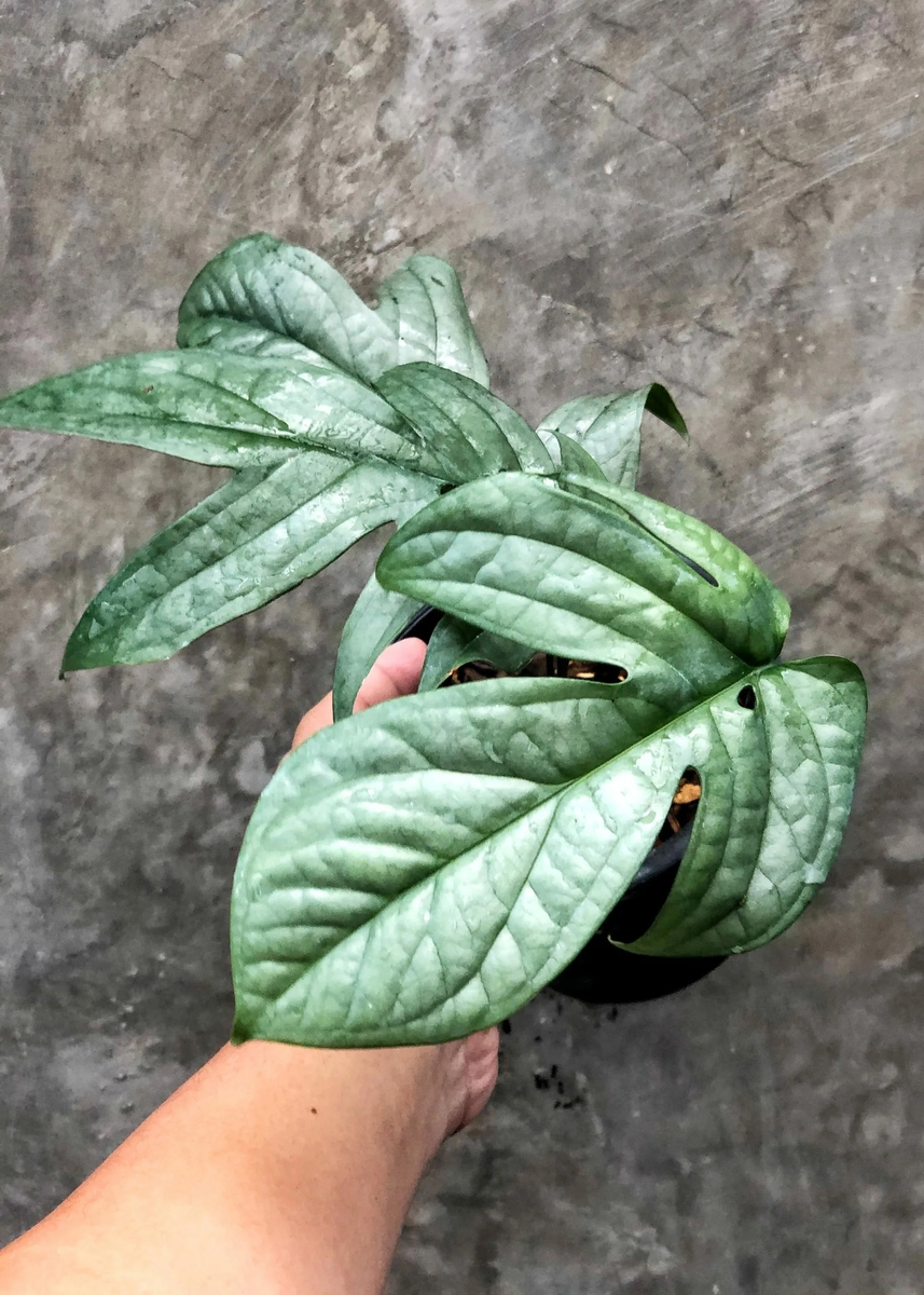 Серебристый красавчик