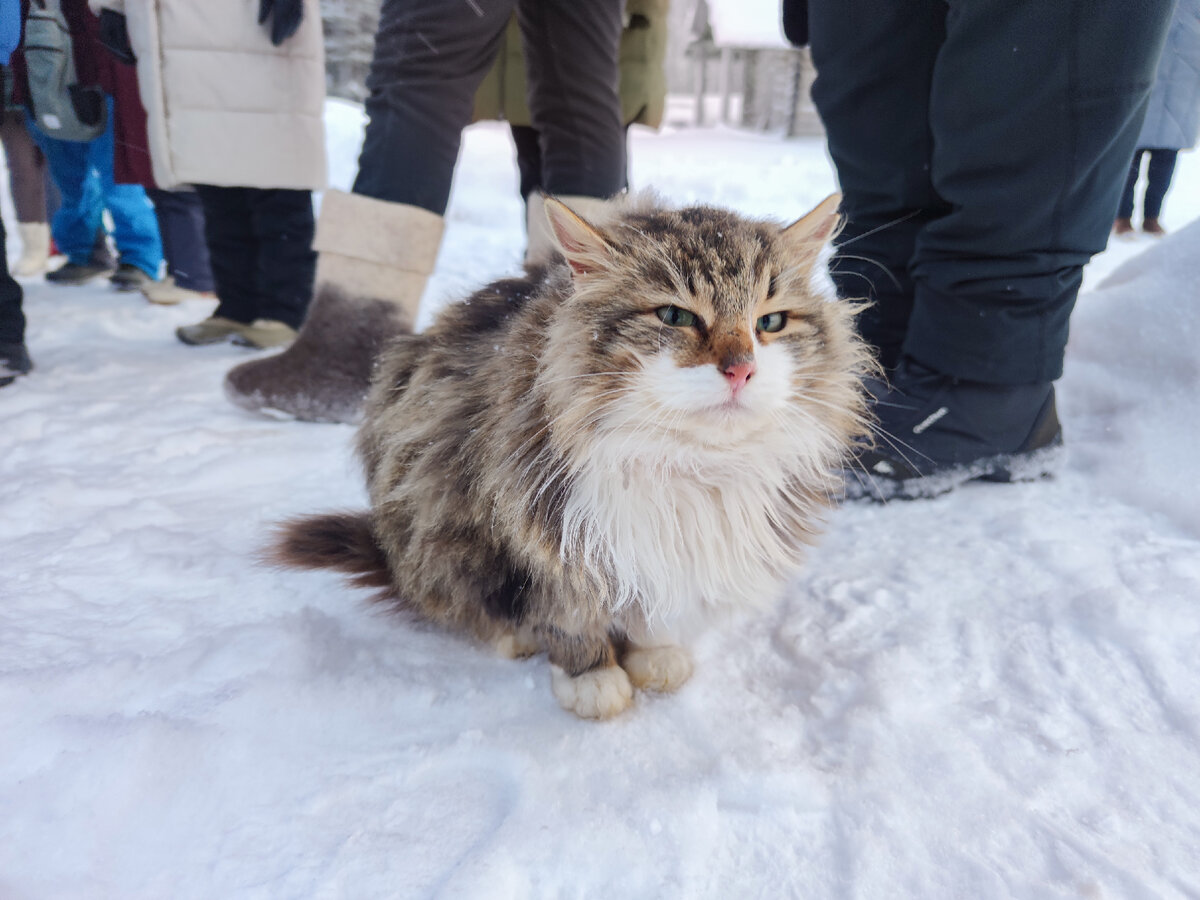 У котика шубка, а у вас? 