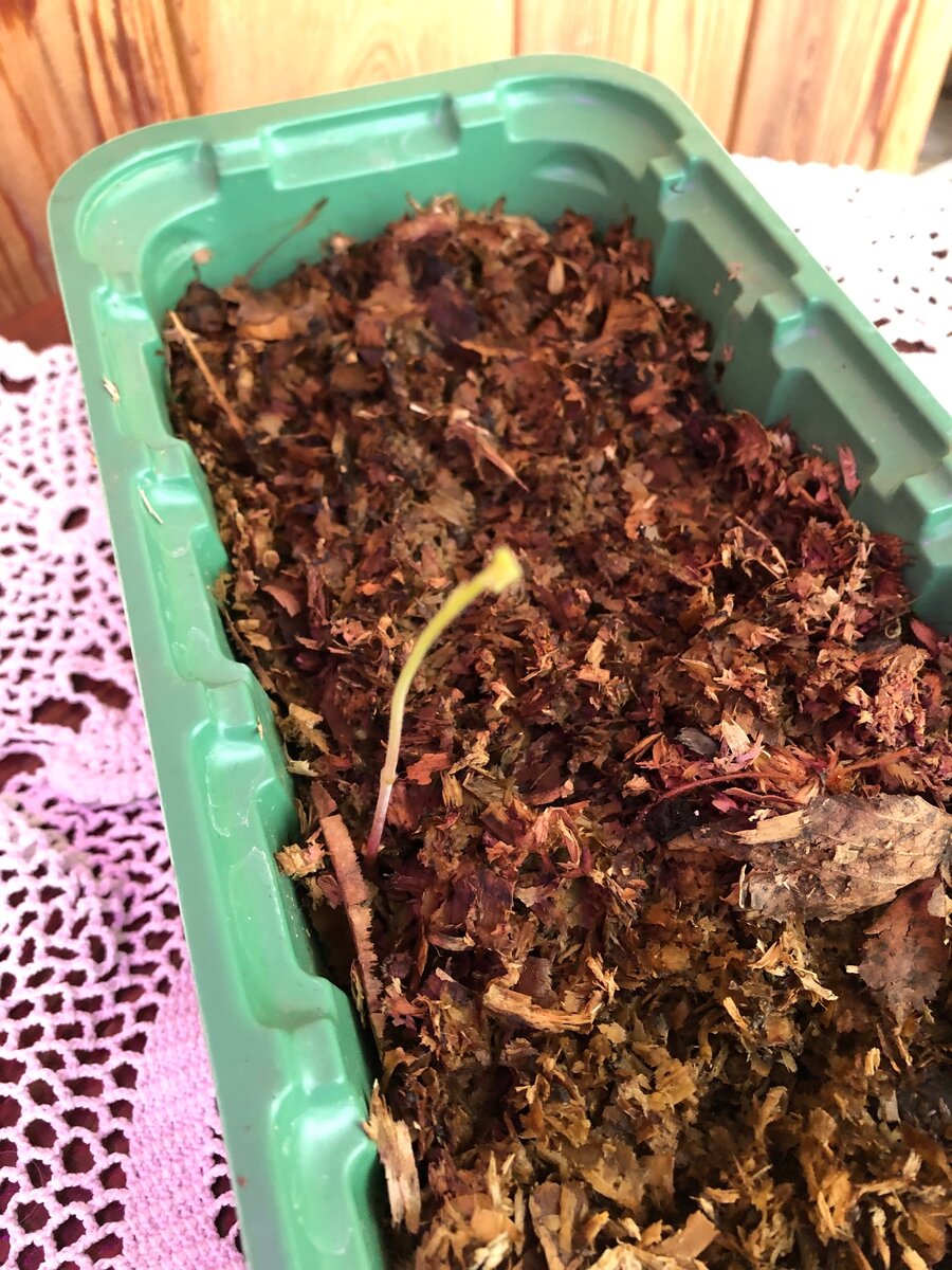 Первые проростки