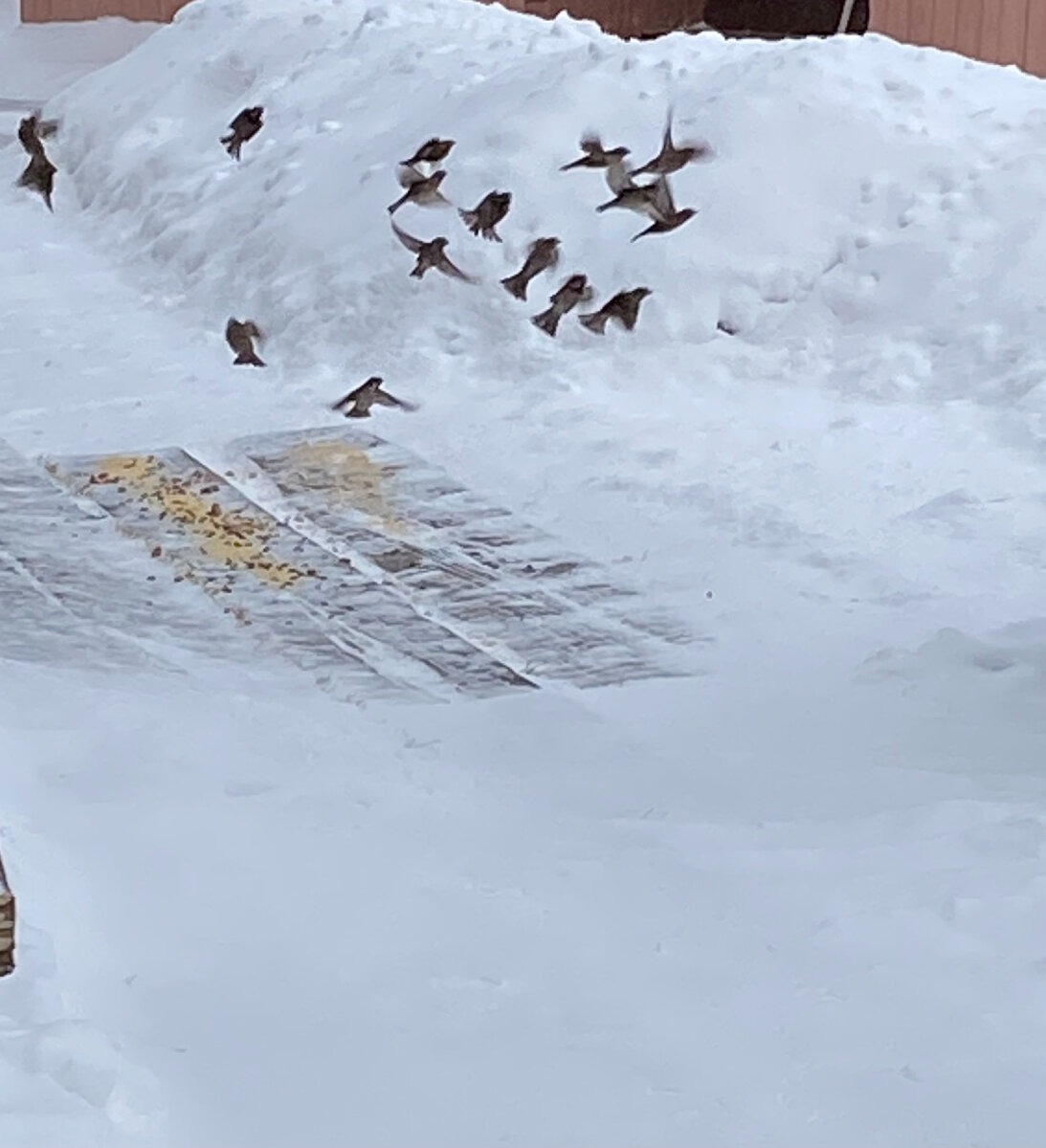 но такие пугливые..