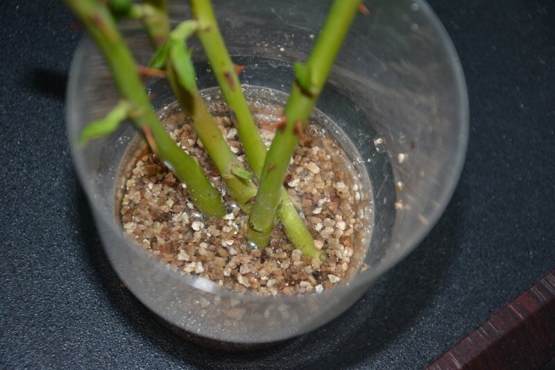 Черенки пеларгонии в вермикулите. Как укоренить в перлите черенки. Как укоренить в перлите черенки. Вермикулит для фиалок. Черенки пеларгонии в вермикулите.