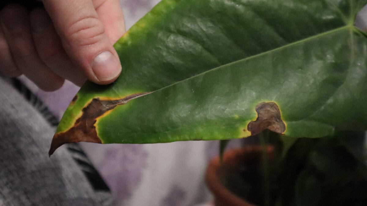 Насущная проблема...