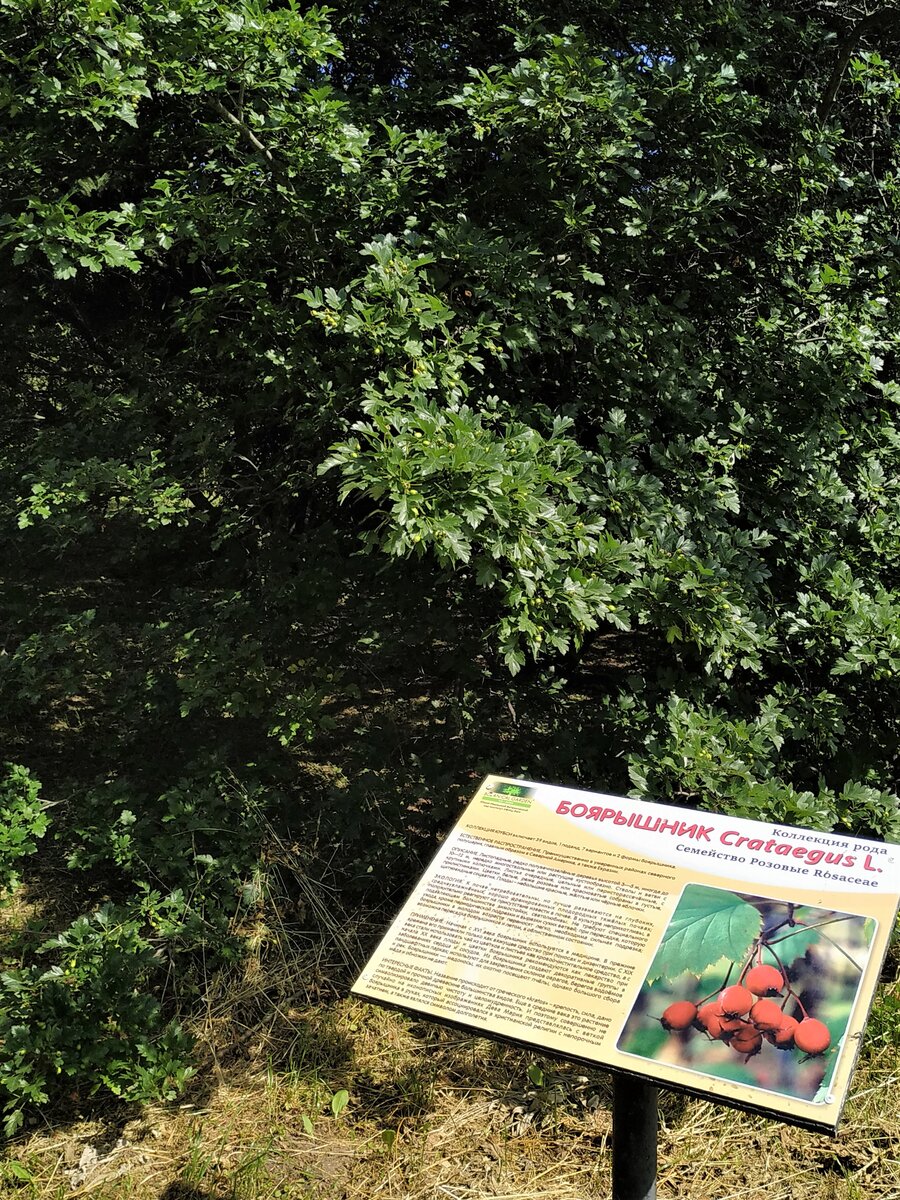 Боярышники