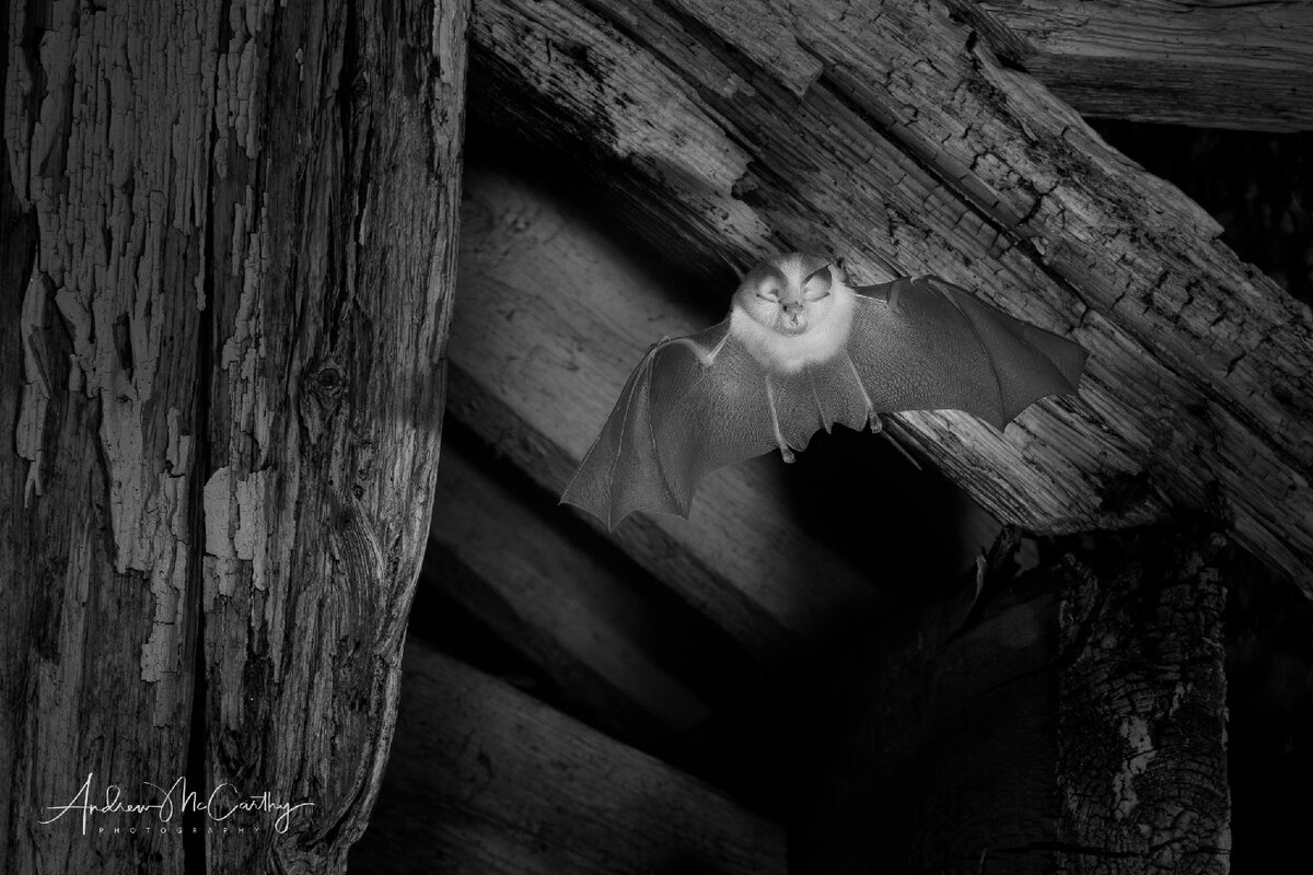 ИК-изображение Малого подковоноса, выходящего из укрытия