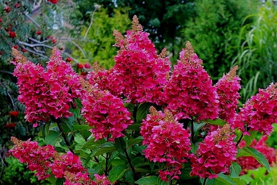 Гортензия Вимс Ред (фото с сайта питомника)