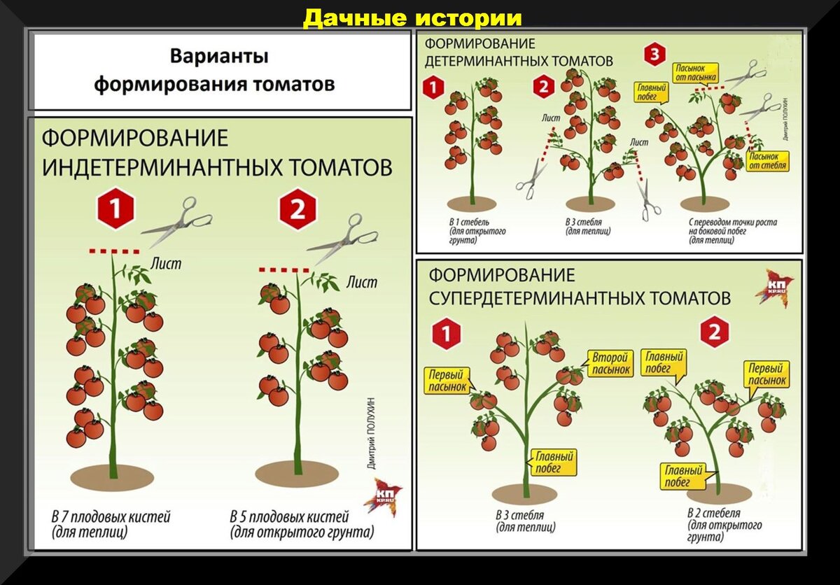 Формирование томатов в 2 стебля в открытом грунте схема