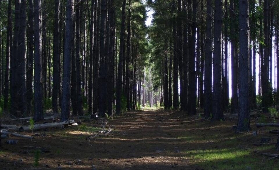 Теперь деревья тут растут ровными рядами