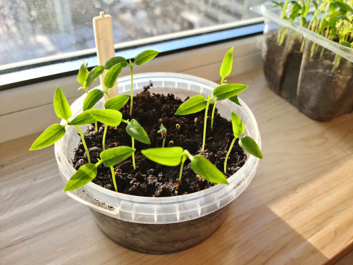 Всходы перца