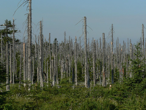 Последствия кислотного дождя. Фото: Wikimedia Commons https://commons.wikimedia.org/wiki/File:Acid_rain_woods1.JPG#/media/Файл:Acid_rain_woods1.JPG