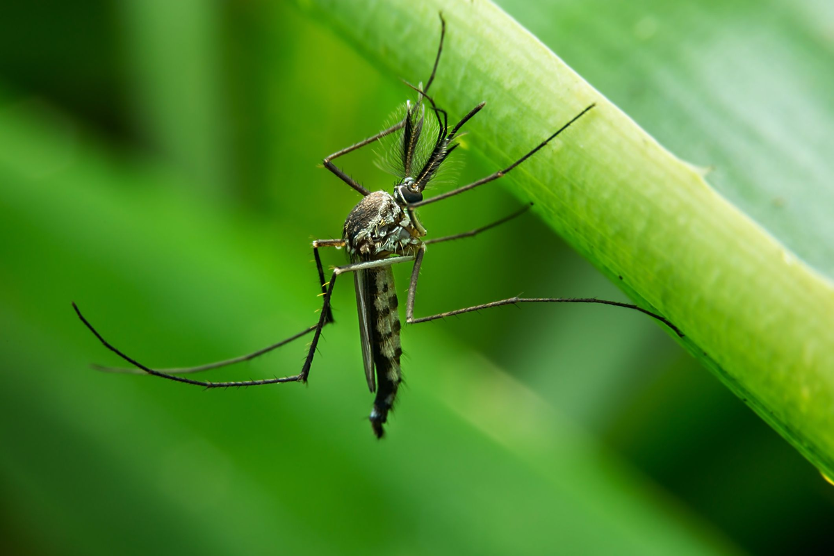 Комариха. Москит и комар. Москиты (комар) / Mosquito. Москит насекомое. Самец комара.