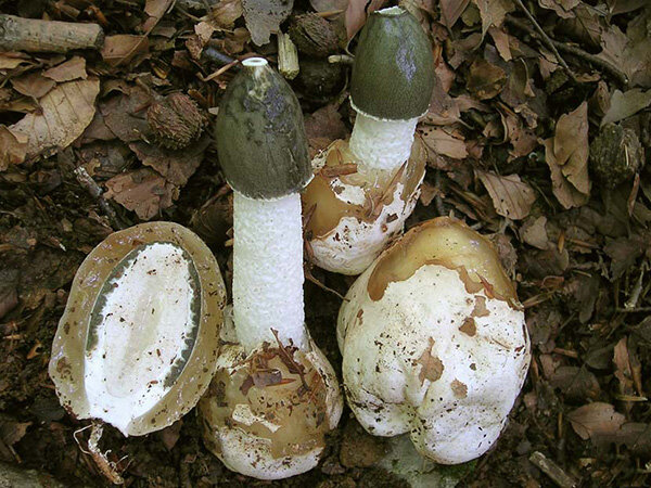 Весёлка обыкнове́нная, или Фаллюс нескромный, или Сморчок вонючий, или Сморчок подагрический (лат. Phallus impudicus)