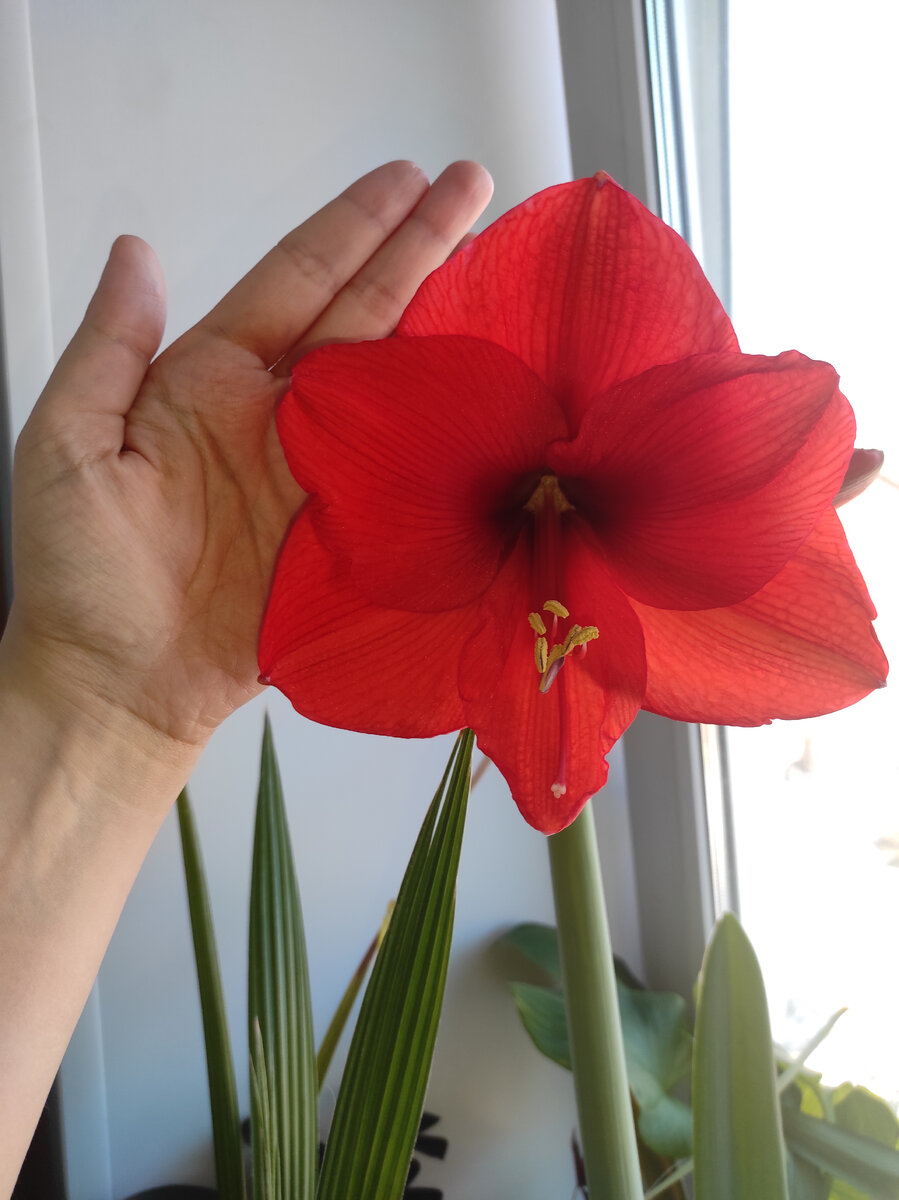 4 огромных алых граммофонов. На всякий случай переопылила их между собой. Если завяжутся семена, займусь размножением))