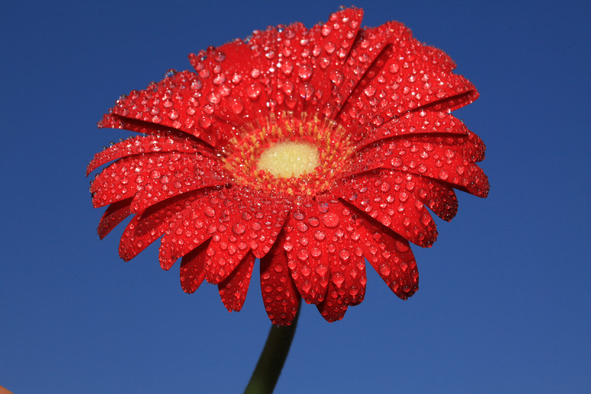 ЯндексКартинки