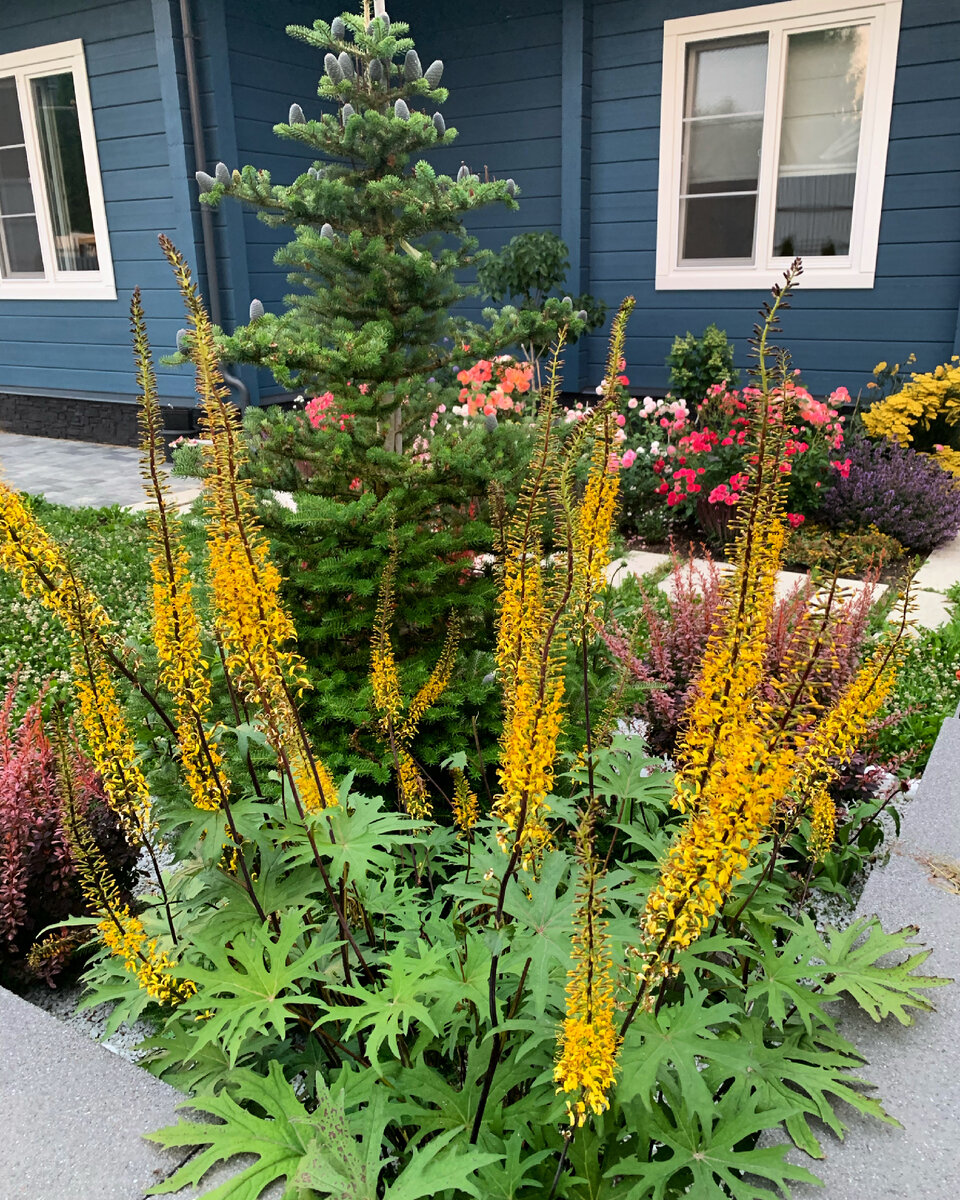 Бузульник Пржвальского 