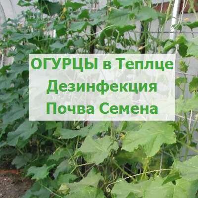 Огурцы - выращивание в теплице