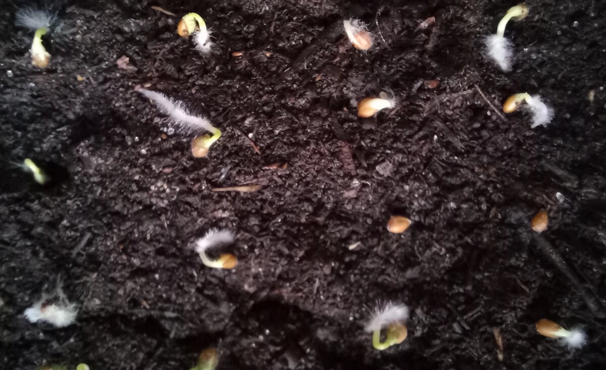 Фото тоже начинающего садовода из Сибири https://dzen.ru/siberian_variant_b3