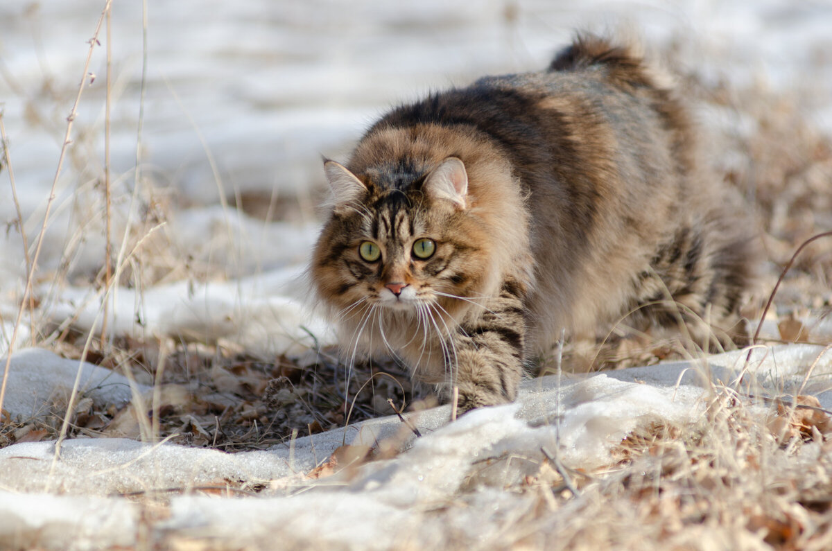 Почему кошка ест только дешёвый корм? | Petshop Journal | Дзен