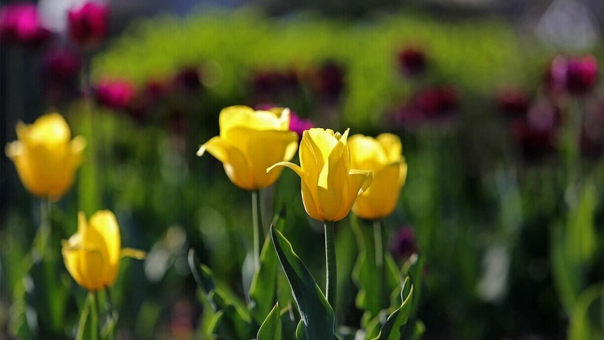     Владимир Исаков рассказал о значимости Международного женского дня. В телеграм канале председателя составлен опрос лучших подарков.