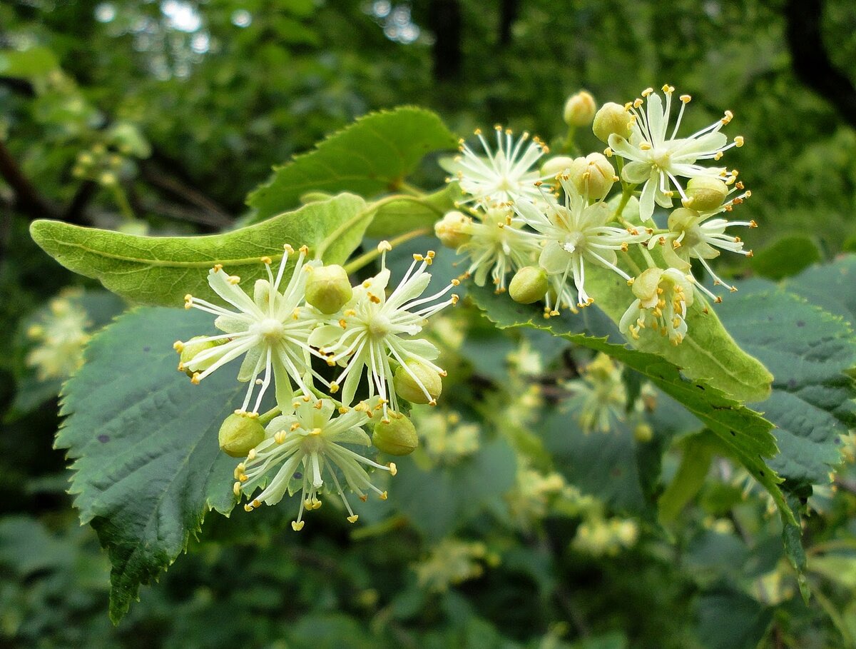  картинка взята с просторов интернета