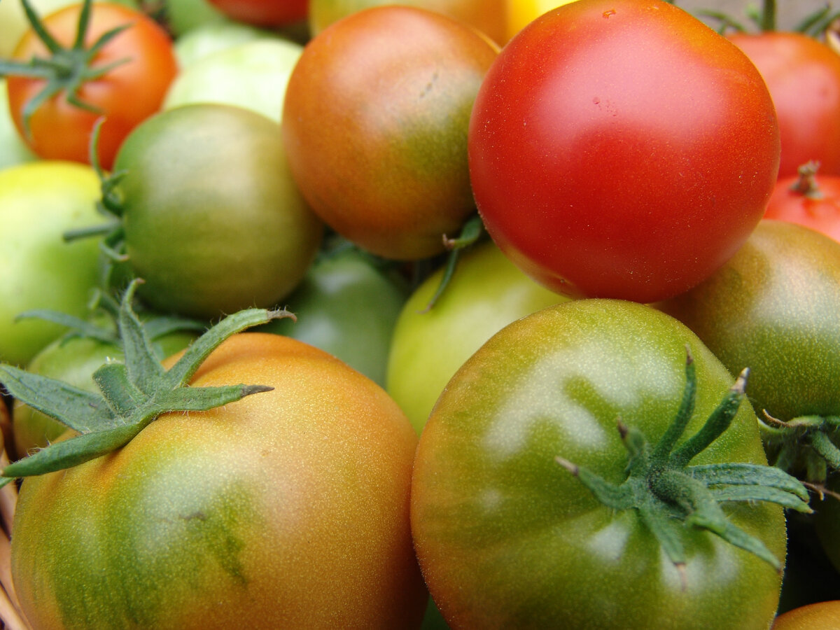 Томат рыжик. Крупноплодные томаты. Наступает на помидор. Томат Смородинка.