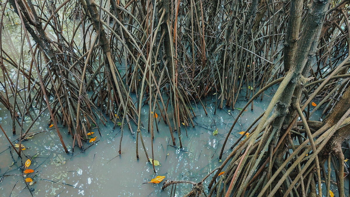 Корни мангров уходят в воду