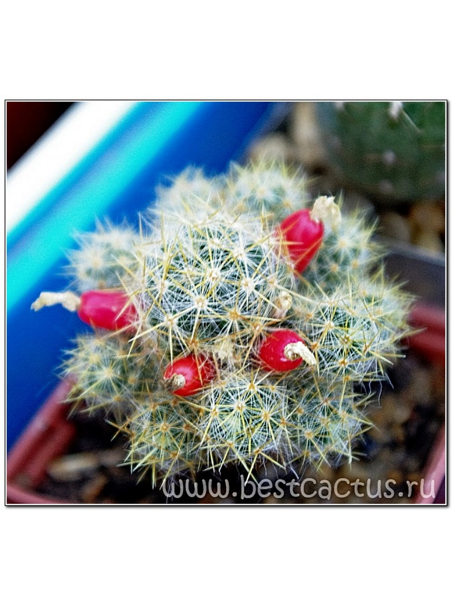  Маммиллярия побегоносная, жёлтые колючки (Mammillaria prolifera subsp. prolifera) представляет собой миниатюрное растение с шаровидным или слегка вытянутым стеблем, до 4 см в диаметре и до 6 см в высоту; тёмно-зелёным. Сильно ветвится снизу и по сторонам, соседние побеги могут сцепляться. Сосочки мягкие, округлые. Аксиллы (пазухи сосочков) слабо опушены, вверху стебля с белыми щетинками. Центральные колючки (5-9) блестящие и жёлтые (коричневые), до 8 мм в длину. Радиальные колючки (30—40) тонкие и белые, в длину до 10 мм. фото из питомника Кактусёнок. РФ